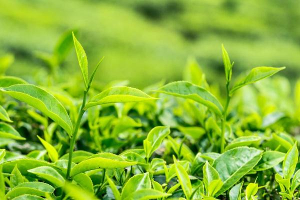 茶叶什么时候喝最好,茶叶适合什么时候喝