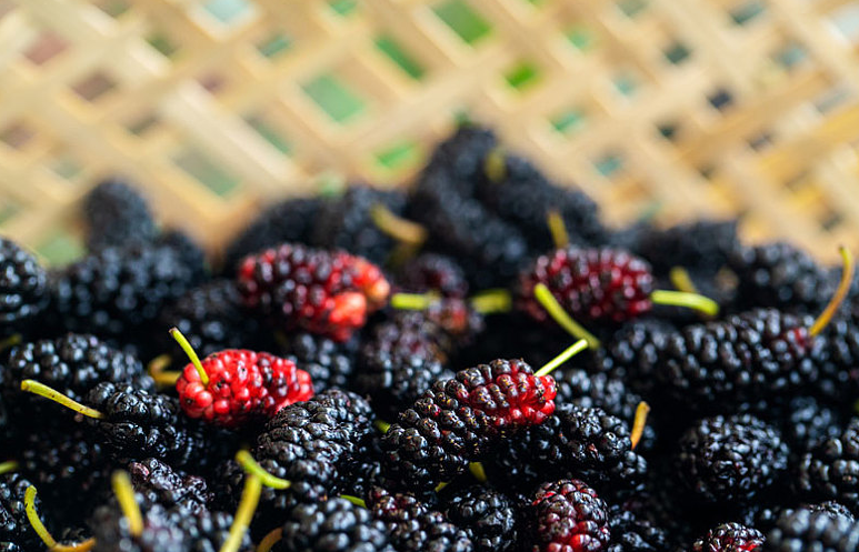 自制桑葚酒的危害有哪些?,自酿桑葚酒的危害有哪些 自制桑葚酒的危害有哪些?,自酿桑葚酒的危害有哪些