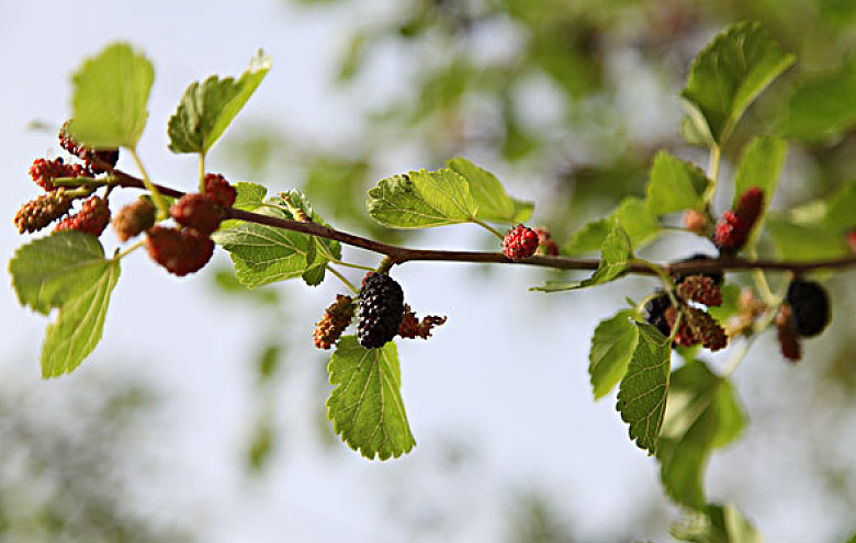 桑葚酒喝了会长胖吗,睡前喝桑葚酒会胖吗