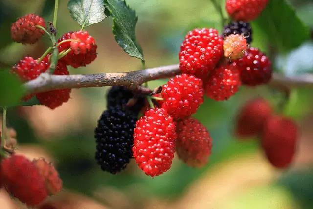 桑葚泡的酒能喝吗,泡了酒的桑葚可以直接吃吗