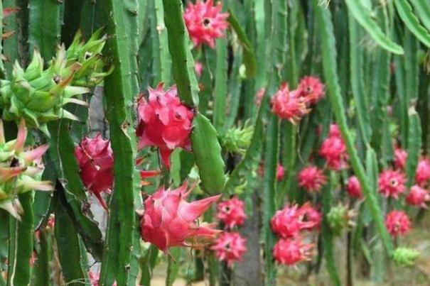 火龙果治便秘吗,早上空腹吃火龙果有助于排便吗