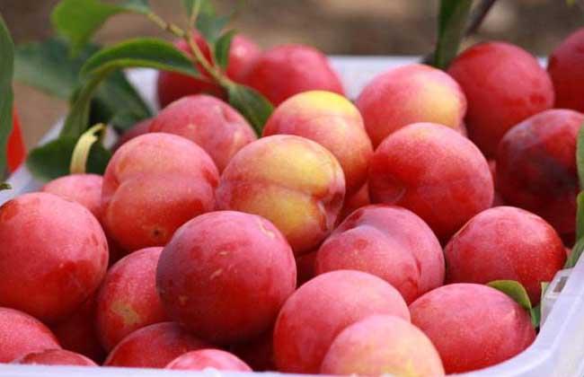 李子可以放冰箱冷藏吗?,李子冷藏能保存多久