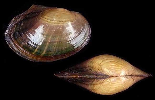 河蚌肉可以生吃吗,河蚌的肉能吃吗 河蚌肉可以生吃吗,河蚌的肉能吃吗