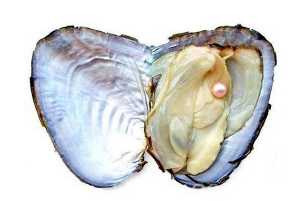 吃河蚌肉肚子疼怎么办,吃河蚌肉肚子疼是为什么 吃河蚌肉肚子疼怎么办,吃河蚌肉肚子疼是为什么