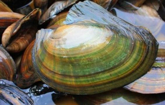 吃河蚌肉的好处,吃河蚌肉有什么好处