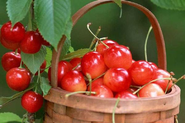 樱桃不能和什么水果一起吃/同吃,樱桃不能和什么水果一起吃?