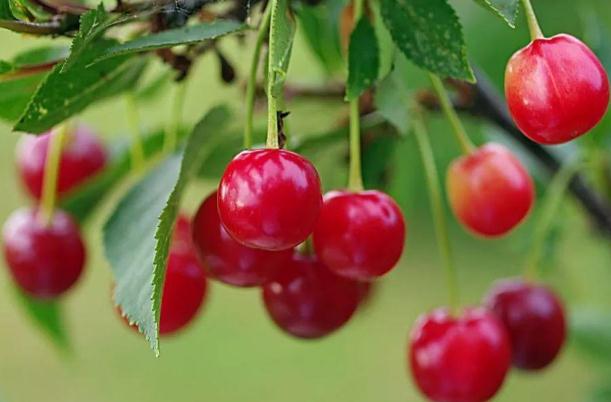 樱桃有点苦吃了有害吗,樱桃发苦能吃吗 樱桃有点苦吃了有害吗,樱桃发苦能吃吗