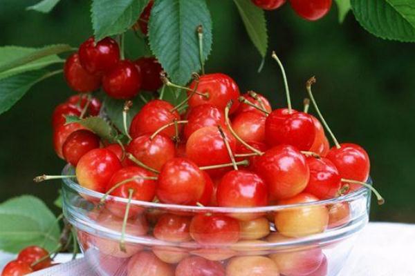 樱桃和车厘子是一种水果吗?,车厘子和大樱桃是一种水果吗