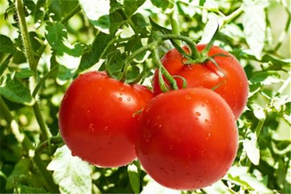 西红柿对胃病有好处吗,西红柿对胃好不好