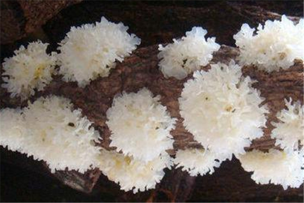 银耳有什么好处和坏处,银耳有什么功效和作用