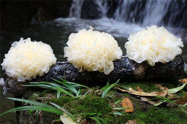 银耳加什么减肥最有效?,天天吃银耳会长胖吗