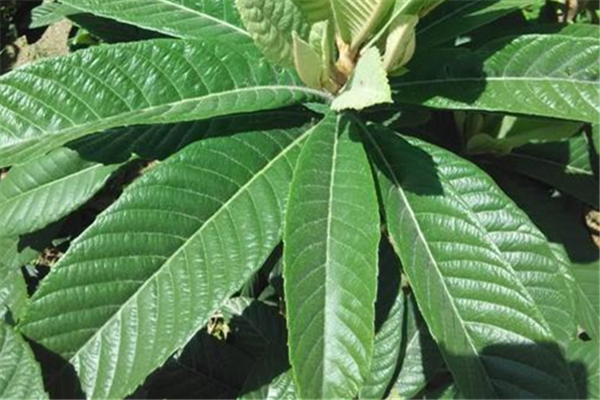 枇杷叶怎么煮水止咳儿童能用吗?,枇杷叶怎么煮水止咳用新叶还是老叶