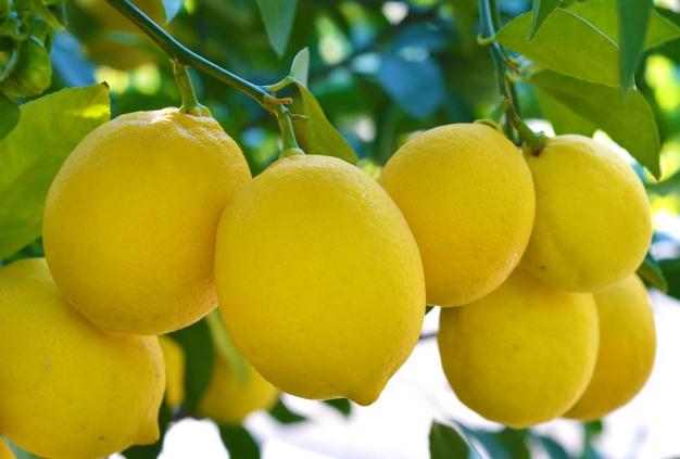 吃柠檬可以淡斑吗,吃柠檬可以祛斑吗 吃柠檬可以淡斑吗,吃柠檬可以祛斑吗