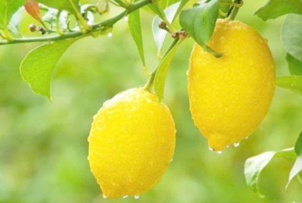 吃柠檬的好处和坏处,柠檬的作用和用途