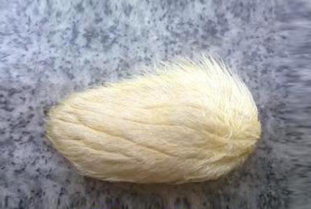 芒果核的功效和作用及禁忌,芒果核的功效和作用及食用方法