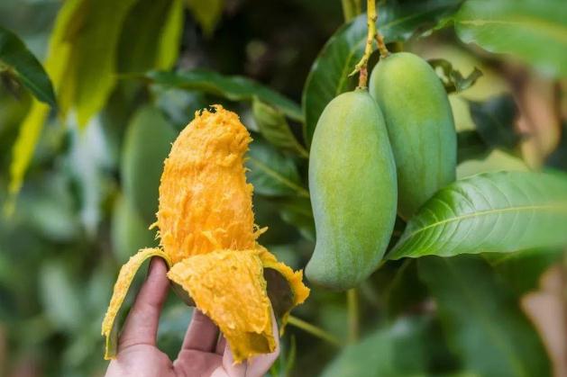 芒果有点生怎么催熟,芒果很生怎么催熟 芒果有点生怎么催熟,芒果很生怎么催熟