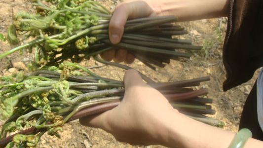 龙爪菜的功效和副作用,龙爪菜的功效和作用 龙爪菜的功效和副作用,龙爪菜的功效和作用