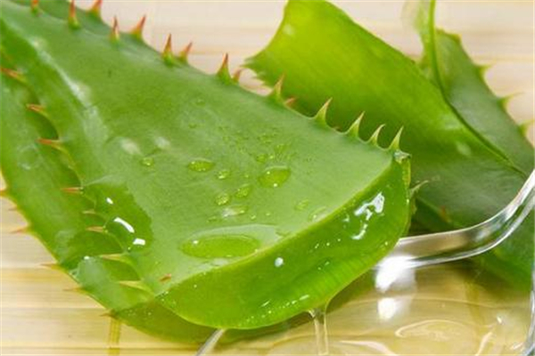 芦荟有什么好处和作用,吃芦荟有什么作用和功效