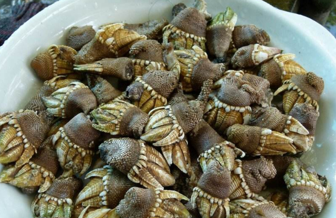 鹅颈藤壶为什么叫来自地狱的海鲜,鹅颈藤壶为什么叫来自地狱