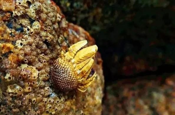 佛手螺的营养价值和功效,佛手螺的营养价值 佛手螺的营养价值和功效,佛手螺的营养价值