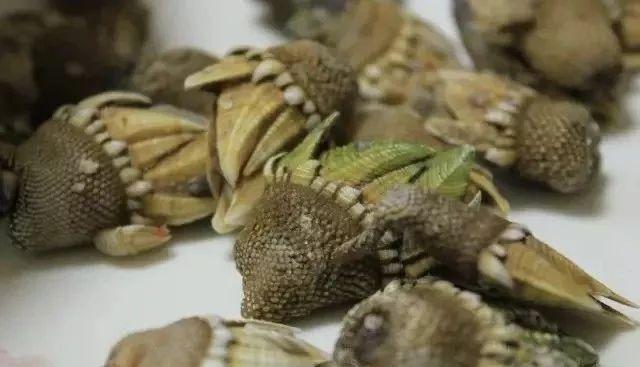 佛手螺怎么做好吃,佛手螺怎么煮好吃