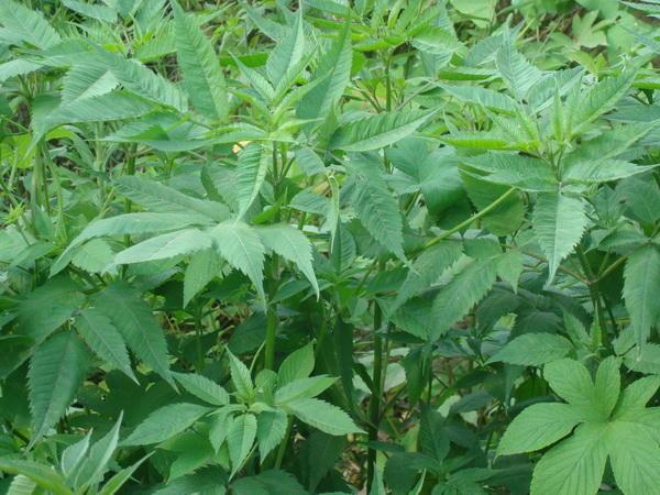 鬼针草的副作用和禁忌,鬼针草的功效和作用,鬼针草的副作用