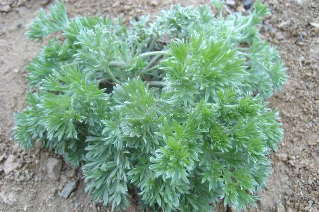 茵陈几月份采摘最好,茵陈什么时候采摘最好