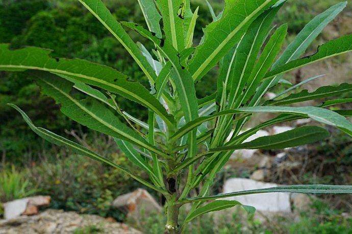 苣荬菜怎么吃,苣荬菜怎么吃好吃 苣荬菜怎么吃,苣荬菜怎么吃好吃