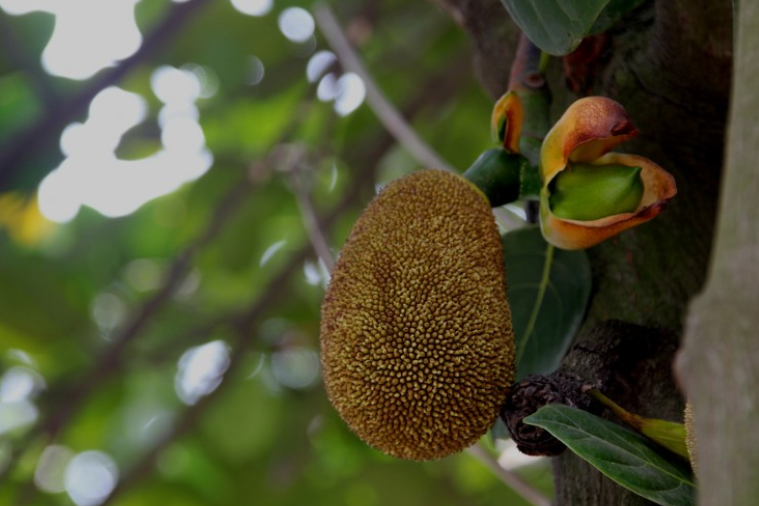 菠萝蜜籽的营养价值及功效和作用,菠萝蜜籽的营养价值