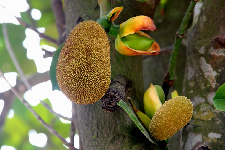 菠萝蜜籽怎么吃法,菠萝蜜里面的核怎么吃