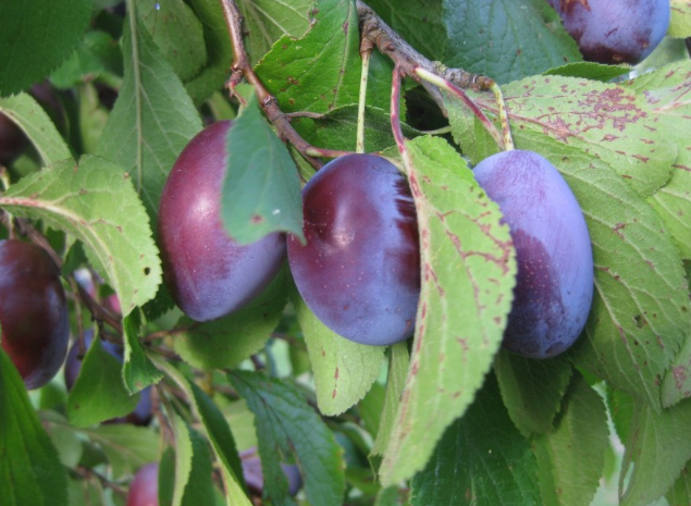 西梅泥可以长期吃吗,西梅泥大人吃管用吗