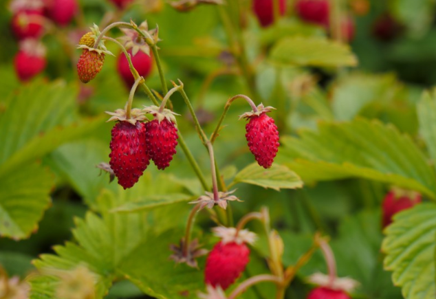草莓的好吃做法大全,草莓做什么好吃