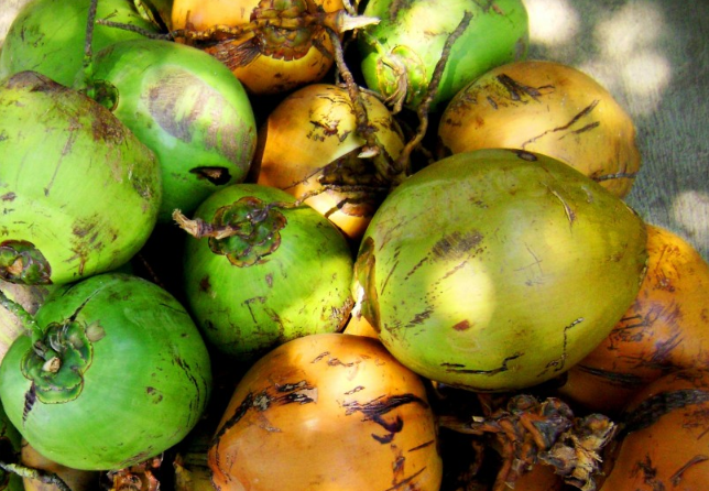 软的椰子肉可以煲汤吗,软的椰子肉煲汤可以吃吗