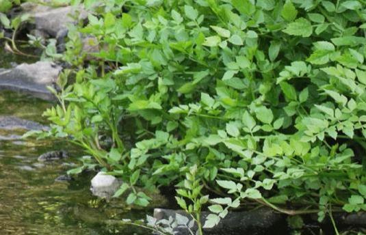 水芹菜怎么吃降血压的效果最好,水芹菜降血压效果好吗