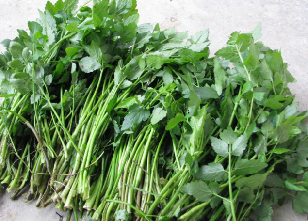 水芹菜吃多了对身体有害吗,芹菜吃多了对身体有什么影响