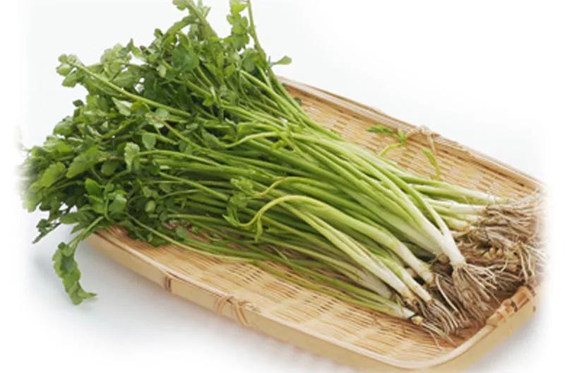 水芹菜的副作用,水芹菜的副作用水芹菜能治痛风吗