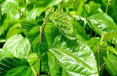 失眠可以喝桑叶茶吗,失眠的人能喝桑叶茶吗