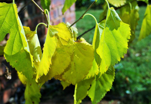 吃桑叶有什么好处有什么功效,桑叶茶的作用和功效