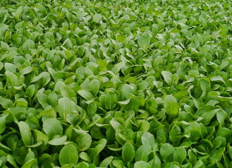 鸡毛菜和青菜的区别,鸡毛菜和小青菜有什么区别