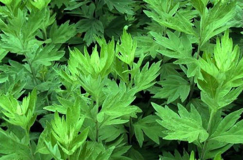 新鲜艾叶泡脚去体内湿气吗,艾叶泡脚能去体内湿气吗 新鲜艾叶泡脚去体内湿气吗,艾叶泡脚能去体内湿气吗