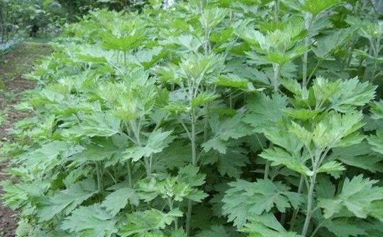 新鲜艾叶怎么保存,晒干的艾叶如何长期存放 新鲜艾叶怎么保存,晒干的艾叶如何长期存放