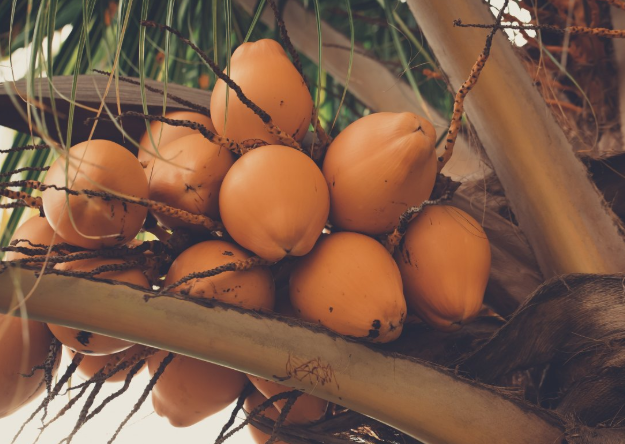 木瓜吃起来发苦是什么原因,木瓜吃起来有点苦是什么原因 木瓜吃起来发苦是什么原因,木瓜吃起来有点苦是什么原因