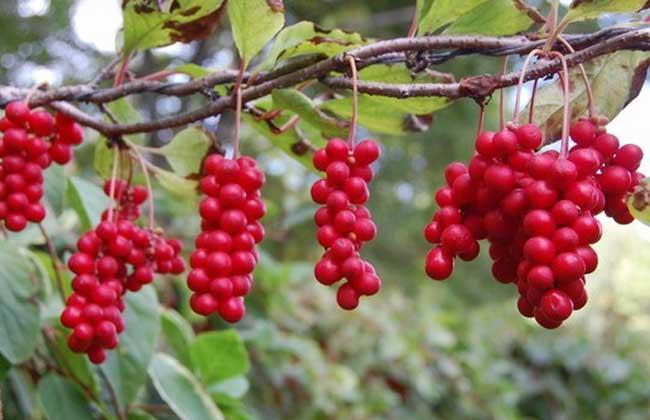 五味子的功效和作用及禁忌症,五味子的功效和作用及禁忌、副作用 五味子的功效和作用及禁忌症,五味子的功效和作用及禁忌、副作用