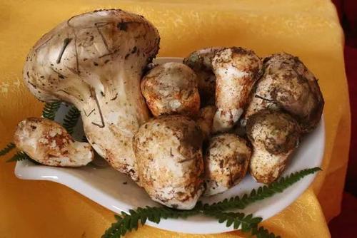 老人头菌会不会中毒,老人头菌的禁忌