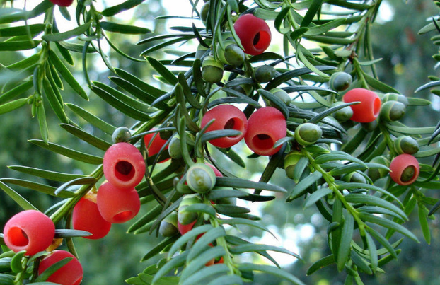 红豆杉根泡酒的正确方法,红豆杉根泡酒的功效和作用及食用方法