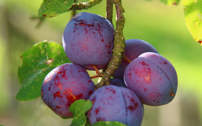 西梅有什么营养价值,西梅的营养价值和功效和作用