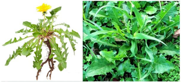 白鼓钉和蒲公英的区别,白鼓丁和蒲公英是一种的吗