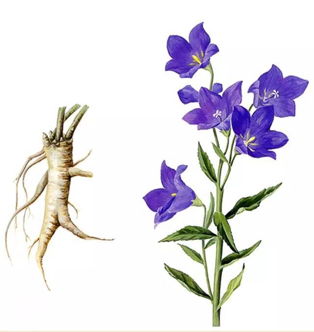 明叶菜图片及功效,七菜叶的功效和图片