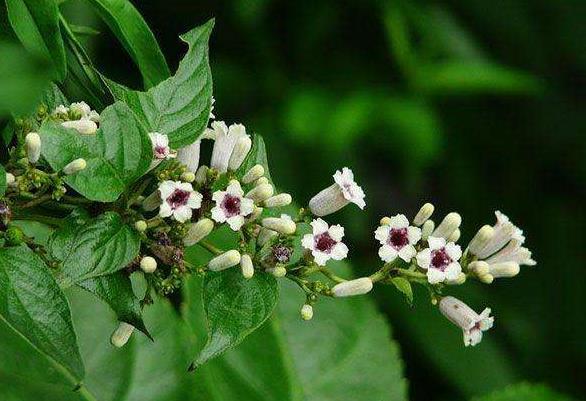 鸡屎藤的食用方法,鸡屎藤的功效和作用及食用方法 鸡屎藤的食用方法,鸡屎藤的功效和作用及食用方法