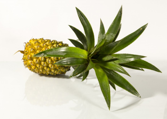 凤梨切开后放冰箱可以储存多长时间,切开的凤梨冰箱可以放几天